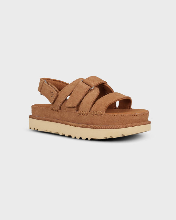 Goldenstar Gleam Chestnut