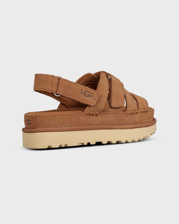 Goldenstar Gleam Chestnut